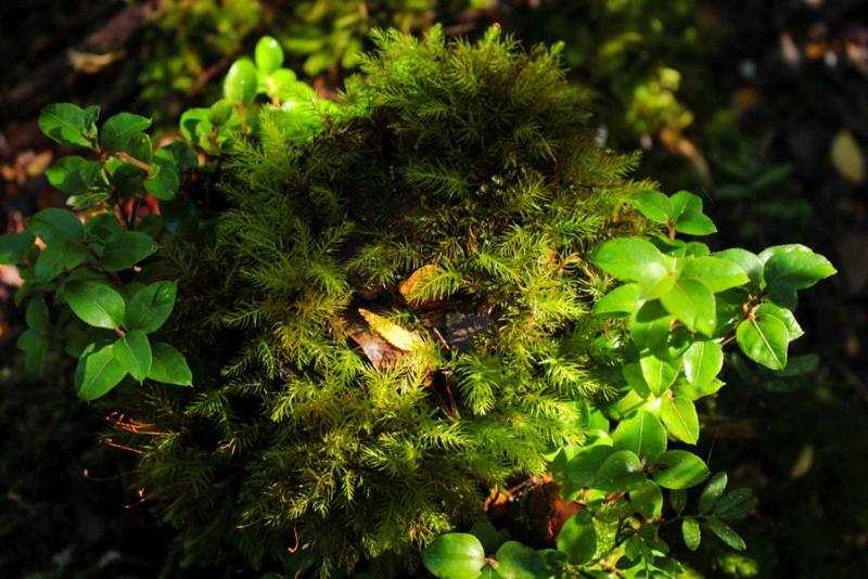 Cabanas Bosque Milenario Коньярипе Экстерьер фото