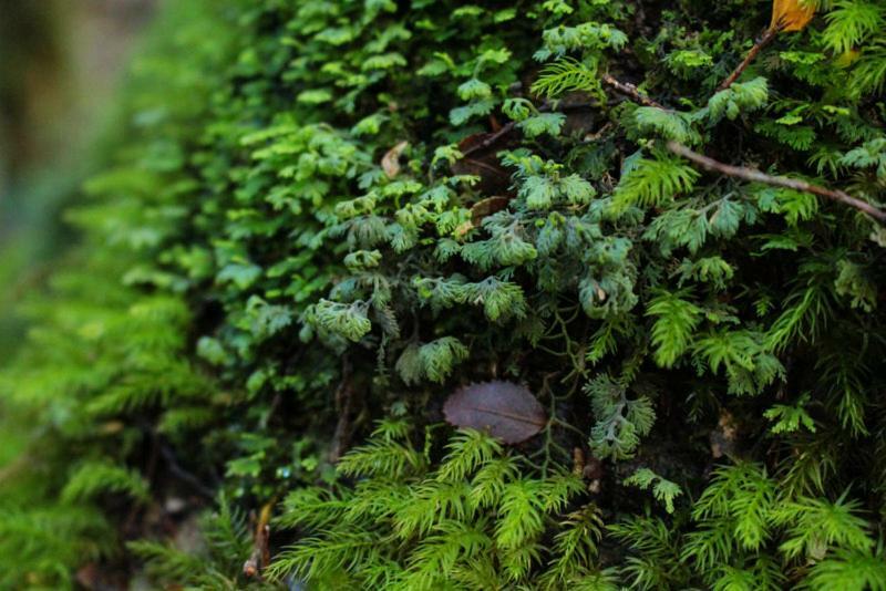 Cabanas Bosque Milenario Коньярипе Экстерьер фото