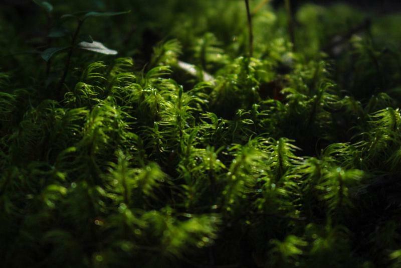 Cabanas Bosque Milenario Коньярипе Экстерьер фото