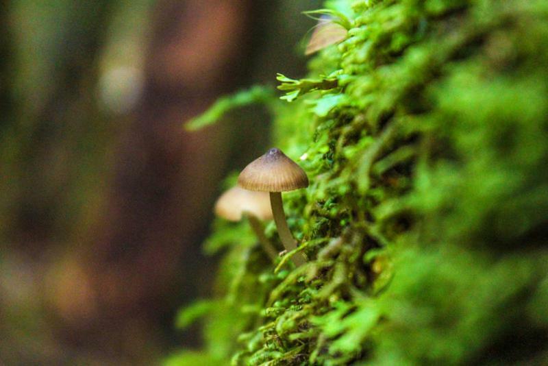 Cabanas Bosque Milenario Коньярипе Экстерьер фото